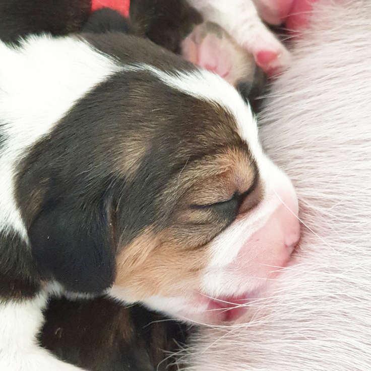 サターン生後3日