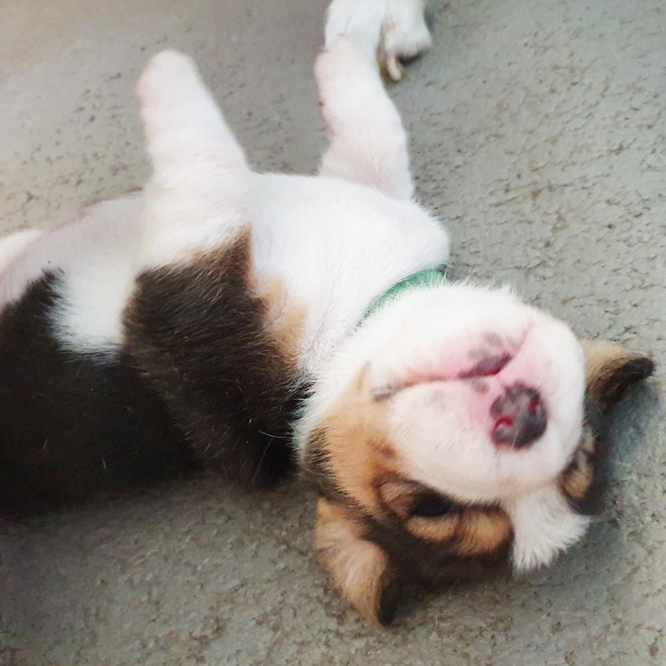 サターン生後2週間