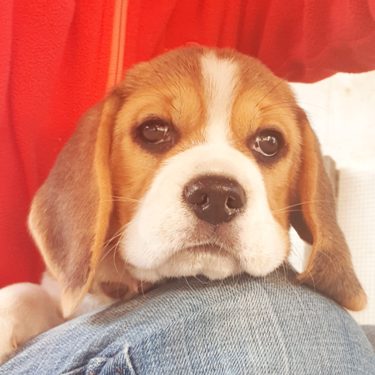 サターン6週間のお顔