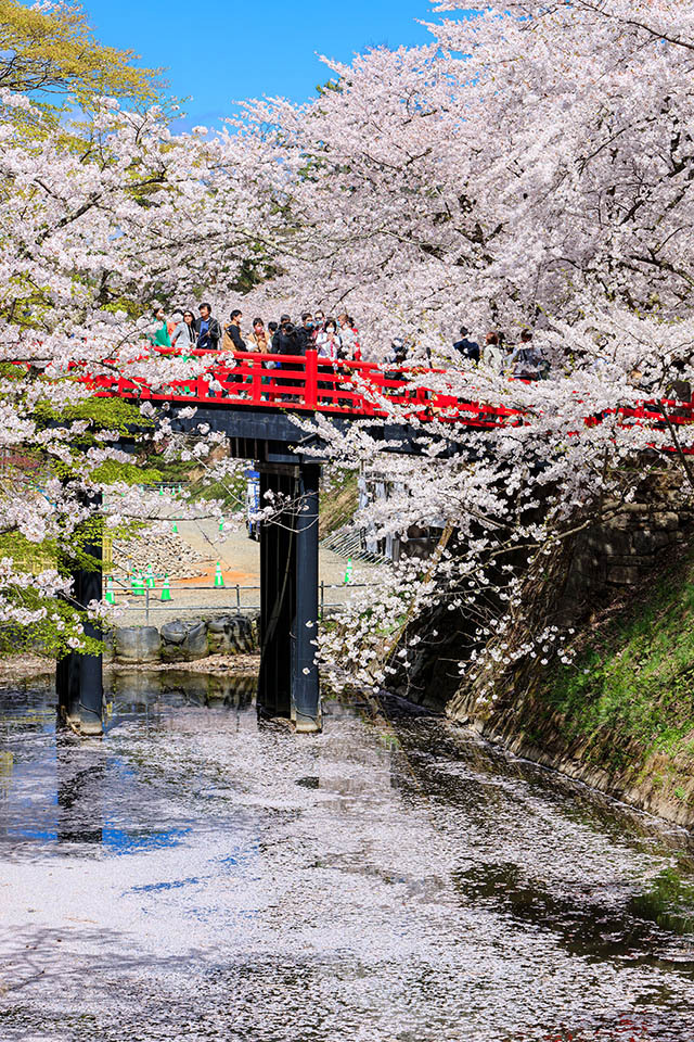 弘前さくらまつり