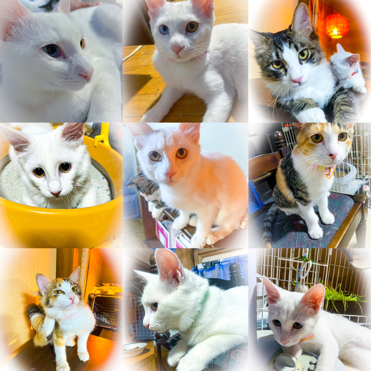 9匹の子猫達の白血病治療