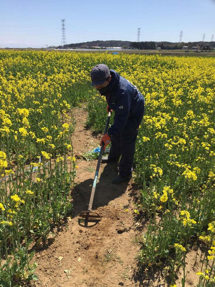 通路作りの様子