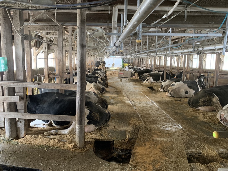 牛舎の様子。お腹いっぱい食べてゆったり