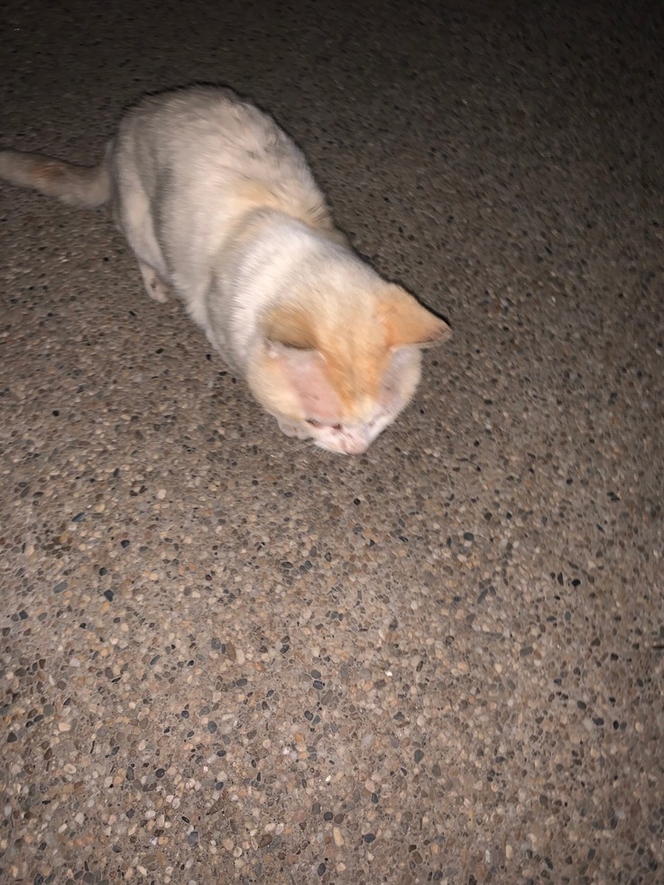 初めてカフェオレにあった日