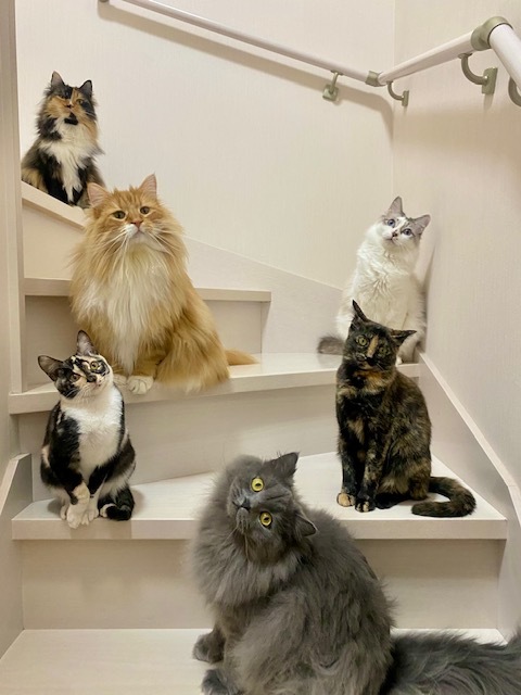 我が家の6匹の猫たち