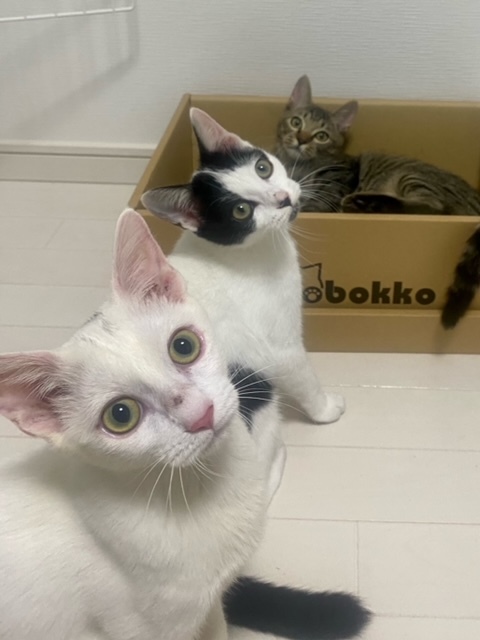 保護猫部屋の子猫たち