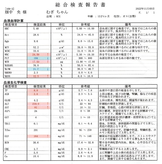 抗がん剤治療、5ヶ月目へ 悪性リンパ腫と判断されたむぎの余命を守る