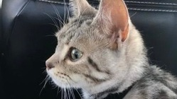 FIPのあめを助けてください のトップ画像