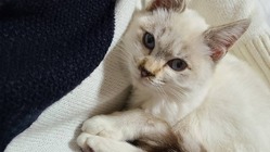 猫白血病ウイルスによる腎臓リンパ腫の愛猫を救ってください のトップ画像