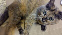 お腹いっぱい食べたいにゃん のトップ画像