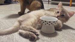 【がん治療】0歳の子猫ルルくんにご支援お願い致します。