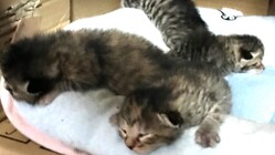 イチゴちゃん とレモンちゃん②