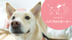 飼い主のいない犬と猫へ医療費を届ける｜ハナプロサポーター のトップ画像