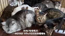 悪臭の中に８年。多頭崩壊後の高齢猫３２匹の余生。建物を修繕したい！ のトップ画像