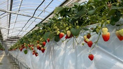 地元農家さんを盛り上げたい！豊橋いちごを使った絶品いちごミルクの素 のトップ画像