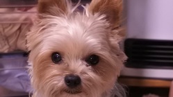 気管虚脱のキー太の命をつないで下さい。 のトップ画像