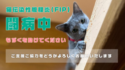 【FIP】猫伝染性腹膜炎を発症したもんちゃんを死なせたくない のトップ画像