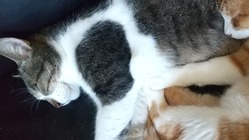 新たに保護する猫達、保護中の保護猫保護犬達の医療費 のトップ画像