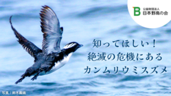 天然記念物カンムリウミスズメと海を守る｜保護・研究活動にご支援を のトップ画像