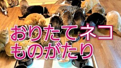 猫達の不妊、医療費、冬季光熱費にご支援の手を！！ のトップ画像
