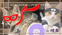 忍者猫カフェ「猫影」始動！障がい者就労×保護猫活動で目指す課題解決 のトップ画像
