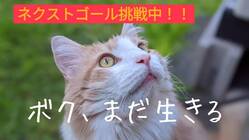 鼻腔内リンパ腫・家猫カイトの治療費の御支援よろしくお願いします のトップ画像