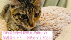 FIP(猫伝染性腹膜炎)後期と闘う保護猫クッキーを助けてください！ のトップ画像