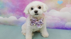 元保護犬メイの手術費用と術後の入院費用へのご支援をお願いします のトップ画像