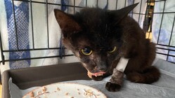 事故であごを骨折した保護猫なつに、自力でご飯を食べさせてあげたい のトップ画像