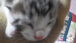 猫・犬保護活動 のトップ画像