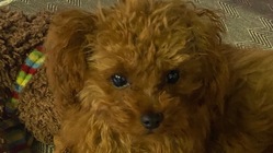 ルークの膝蓋骨の手術費用ご支援をお願いします。 のトップ画像