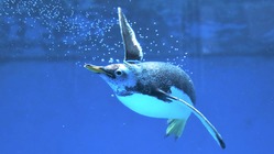 ペンギン大学サポーター募集！ペンギンの情報発信を続けていくために のトップ画像