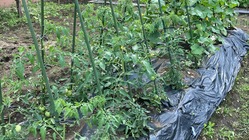 食育により子供たちの未来を守る のトップ画像