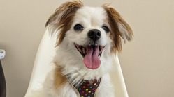 助けて下さい・抜歯口腔外科手術費用のご支援のお願いです。 のトップ画像