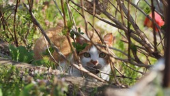 ～原発事故被災地のいのちを守る活動に継続的なご支援をお願いします～ のトップ画像