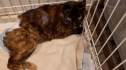 迷い猫【ちゃたん】【むさし】【つくし】について