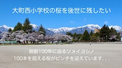 北アルプスとのコラボが映える！大町西小学校の桜を後世に残したい のトップ画像