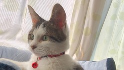 FIPと闘う小さな戦士コタを救いたいのです のトップ画像