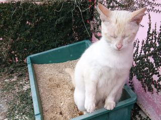 沖縄市の老齢化した猫の安住の地をつくり尊い命を守っていきたい
