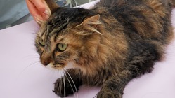 【難病FIP末期】保護猫なよすけの治療をどうかお助けください！
