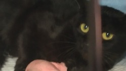 骨折からの肉芽腫断脚手術しないと助からない野良猫ちゃんを助けて のトップ画像