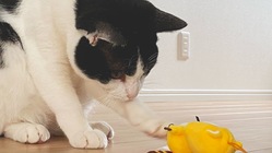 「保健所へ｣という選択肢をなくし犬猫が楽しく暮らせる場所作り のトップ画像