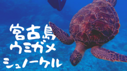 【宮古島】ウミガメと泳げる貸切シュノーケルツアー のトップ画像