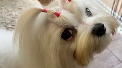 門脈体循環シャント・膀胱、尿管結石と戦うリリィを助けてください！ のトップ画像