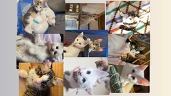 猫白血病の子猫９匹の治療をしてあげたい！ご支援お願いします！