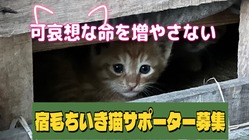 ～可哀想な命を増やさない～ 高知県宿毛市さくら猫サポーター募集!! のトップ画像