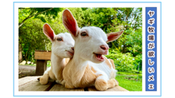 トカラヤギの故郷鹿児島に　ふれあい牧場を作って幸せと癒しを届ける！ のトップ画像