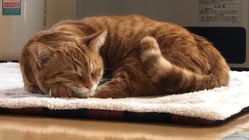 小梅　骨盤整復術　医療費のご支援、ご協力よろしくお願いします のトップ画像