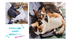 脳腫瘍のくーちゃん（５歳♂、キジトラ）を助けてください のトップ画像