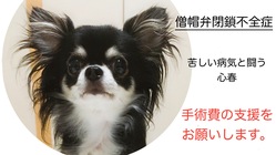 緊急！【僧帽弁閉鎖不全症】小さい体で病気と闘う心春を助けたい！！ のトップ画像